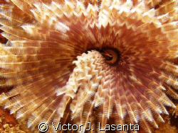 close up look to feather duster worm at crash boat dive s... by Victor J. Lasanta 